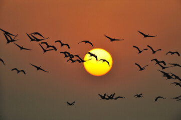 朝日とツルの群（鹿児島県・出水市）
