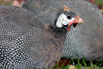 Close up of a guinea.