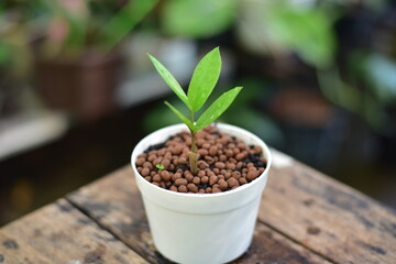 plants