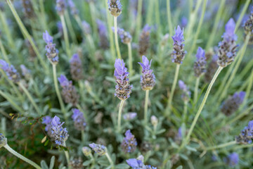 Fototapeta premium close up of lavender
