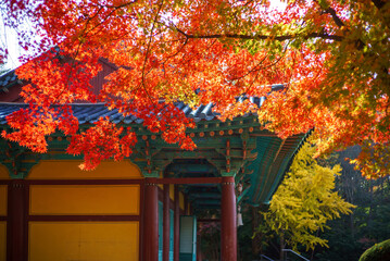Autumn temple with red maple leaves