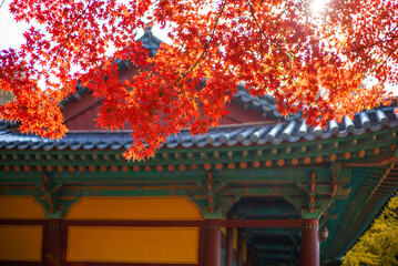 Autumn temple with red maple leaves