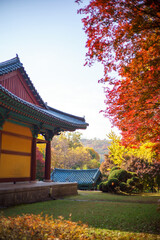 Fototapeta na wymiar Autumn temple with red maple leaves