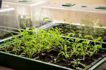 Grow seedlings in a seed trays in a mini green house at home. Grow your own garden at home....