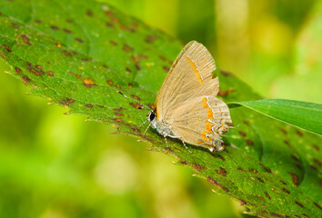 Dusky Blue Groundstreak Butterfly
