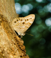 Northern Pearley-eye Butterfly
