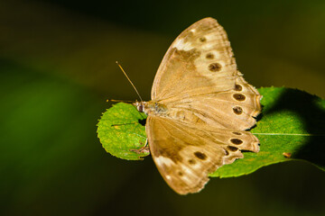 Northern Pearley-eye Butterfly