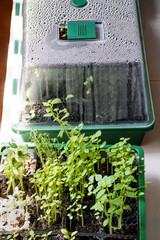 Fototapeta na wymiar Grow seedlings in a seed trays in a mini green house at home. Grow your own garden at home. Vegetables, herbs or flowers