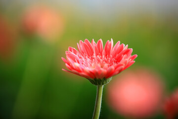 African chrysanthemum