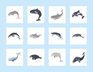 icons whales and dolphin