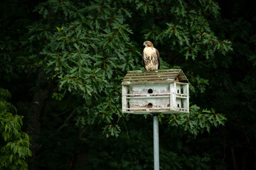 A fancy, wooden birdhouse with a bird over it. The birdhouse has wood as background.