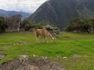 Llama grazing on green grass