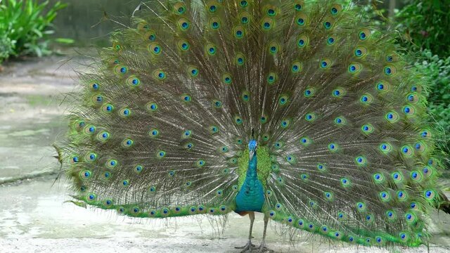 Close up of a elegant Indian male peacock bird displaying his beautiful feather tail in a public park