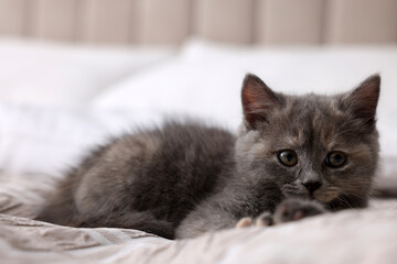 Fototapeta na wymiar Cute fluffy kitten lying on soft bed