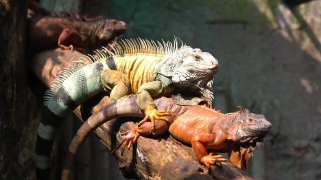 Lizard families together is looking to the future so cute in a public park