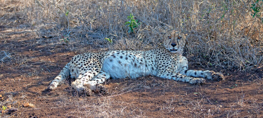 Cheetah resting in shade after eating gazelle in South Africa