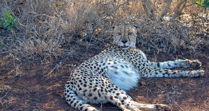Cheetah with fat stomach resting in the shade in South Africa