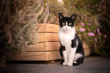 Biało-czarny kot siedzący prze donicy z kwiatami - obrazy, fototapety, plakaty