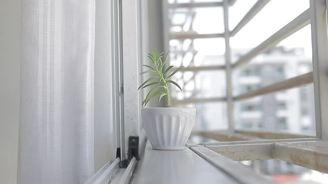 Planta peque&ntilde;a en la ventana tomando sol. 
