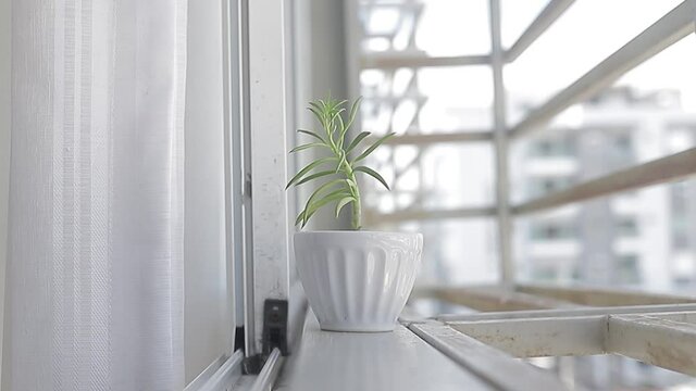 Toma de alejamiento. planta peque&ntilde;a en la ventana tomando sol. Cuidado de la vegetacion