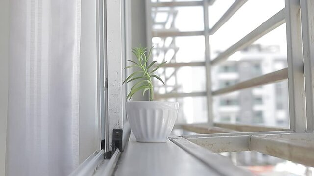 Toma cerrada. Chica joven coloca su planta en la ventana para toma de sol, cuidado de la vegetacion.
