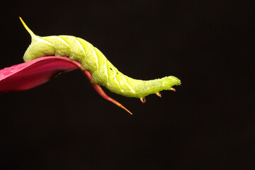 A tobacco hornworm is eating a young leave. This bright green caterpillar has the scientific name...