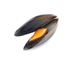 Delicious cooked mussel in shell isolated on white