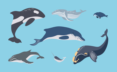 set various whales