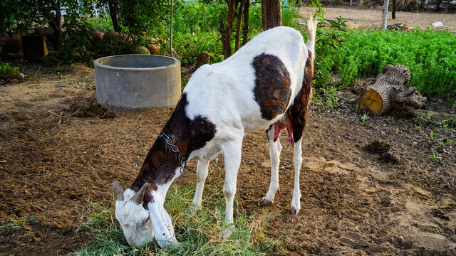 White Goat or sheep chewing green grass and tie with a shaft in Town. Near up of head and horns, Rustic india