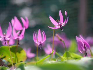 Fototapeta premium カタクリ