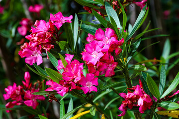 beach scene, flowers, birds