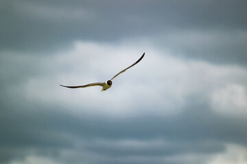 Obraz premium beach scene, flowers, birds
