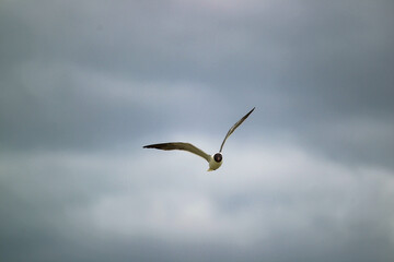 Obraz premium beach scene, flowers, birds