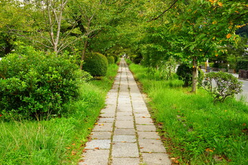 Obraz premium 京都 哲学の道