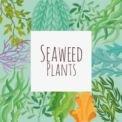 seaweed plants banner © Gstudio