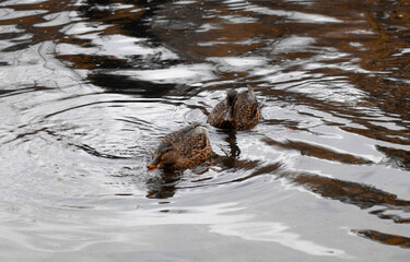 duck river nature animal forest wild nature