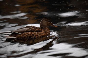 duck river nature animal forest wild nature
