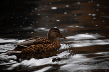duck river nature animal forest wild nature