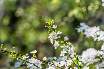 White blossoming apple trees. White apple tree flowers