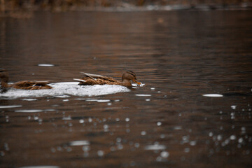 duck river nature animal forest wild nature