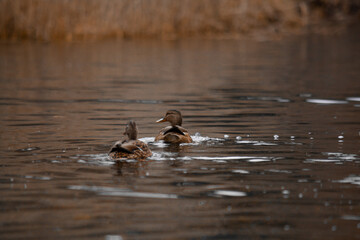 duck river nature animal forest wild nature