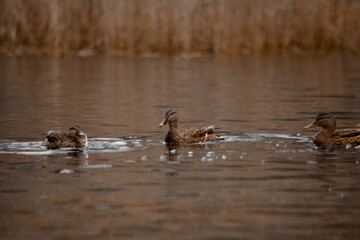 duck river nature animal forest wild nature