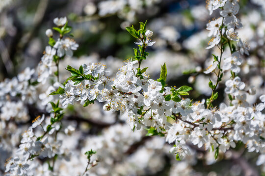 White blossoming apple trees. White apple tree flowers © Дмитрий Поташкин