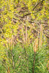 Green small pine trees with fresh shoots in spring or summer