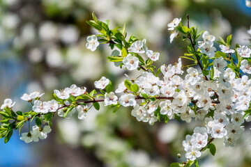 White blossoming apple trees. White apple tree flowers