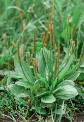 Obraz premium medicinal plantain, field on a background of grass