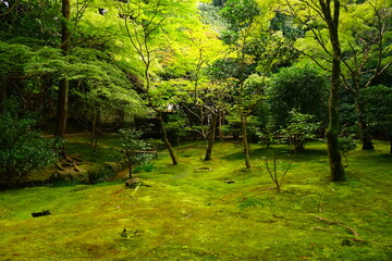Lush green Leaves and Moss at Japanese garden of Ginkaku-ji Temple or The Silver Pavilion in Kyoto,...
