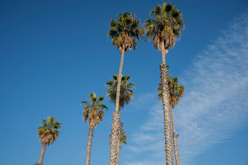 palm trees against blue sky