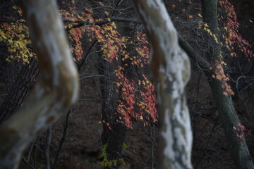 Fall foliages and reflection 