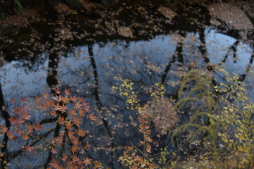Fall foliages and reflection 